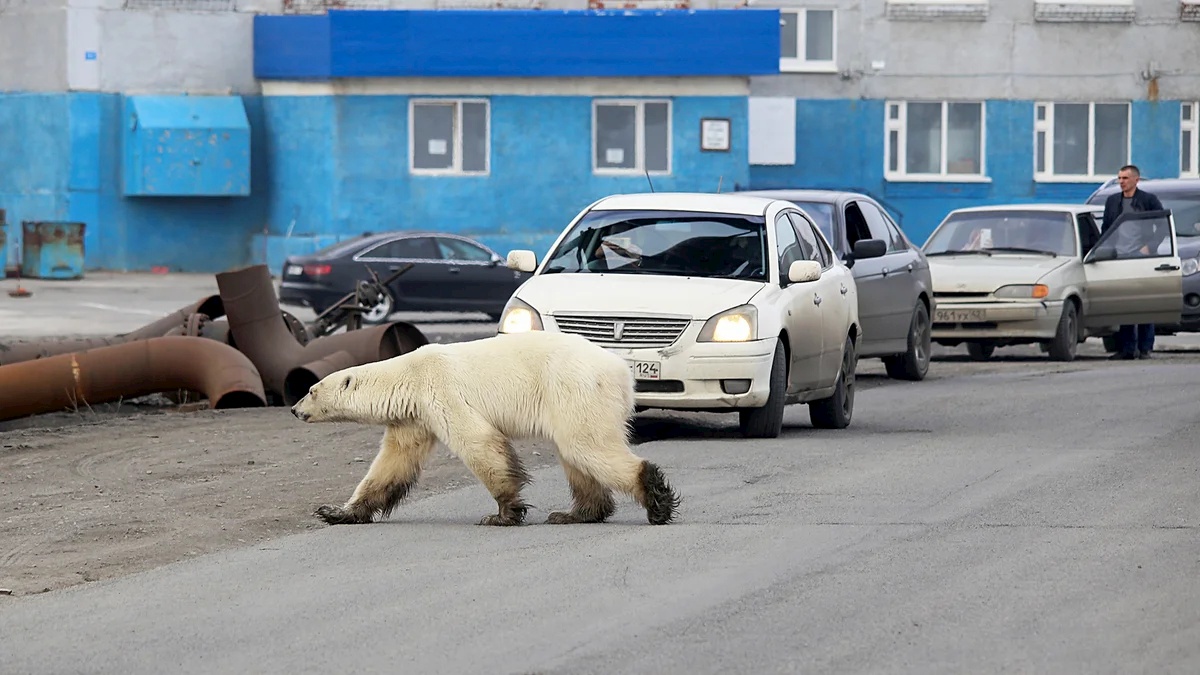 Biały niedźwiedź w rosyjskim mieście. Fot. Internet
