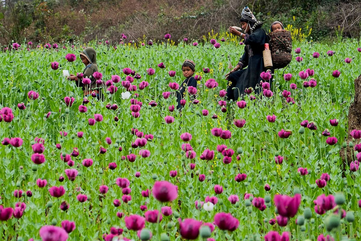 Plantacja maku w Laosie. Fot. Internet