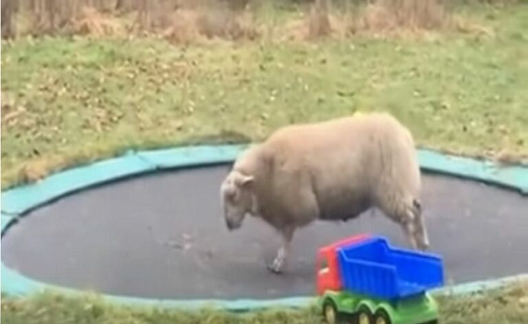 To nagranie ma miliony odsłon. Owca skacze na trampolinie!