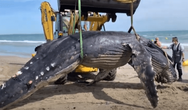 Pierwszy w historii przypadek odnalezienia wieloryba garbatego w wodach Morza Śródziemnego. Niestety ssak nie żyje